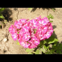 Phlox drummondii F1 'Grammy Pink & White' (2)